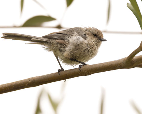 Bushtit