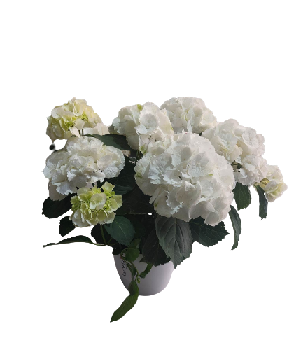 Thumbnail: HYDRANGEA PLANT IN CERAMIC POT