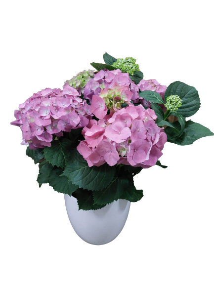 Thumbnail: HYDRANGEA PLANT IN CERAMIC POT