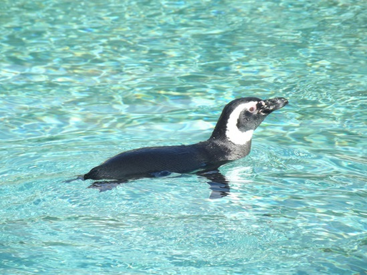 Pinguim-de-Magalhães: os nossos visitantes do inverno