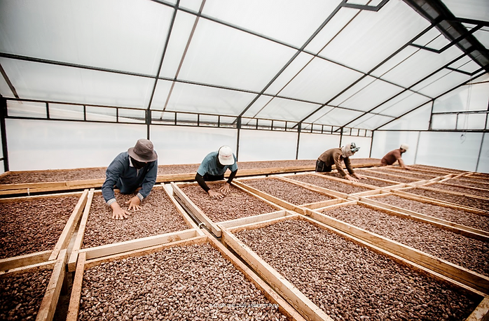 cacao beans being dried