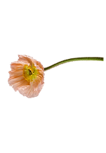 GRANDÉ FLEUR (55).png