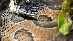 Cascabel