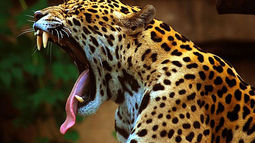 Jaguar (Panthera Onca)