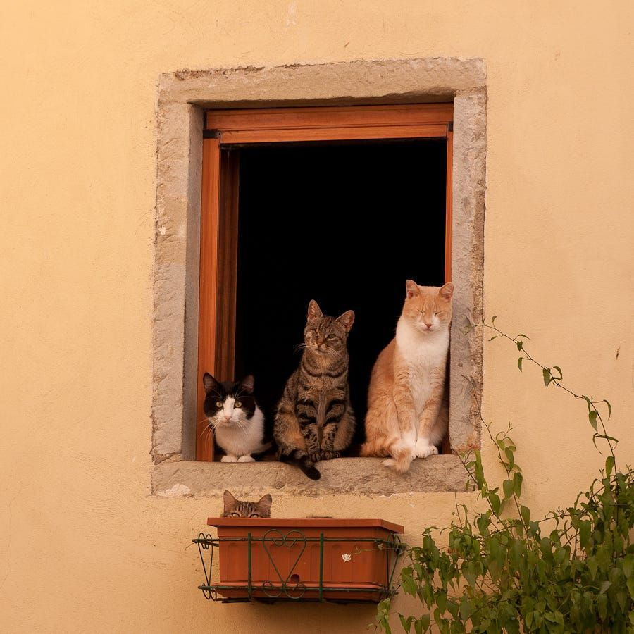 Windows
