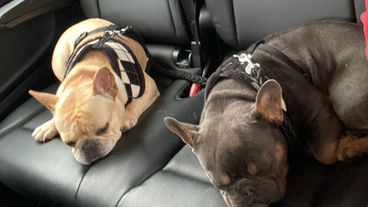 Dog Motion Sickness: Causes, Symptoms, and How to Help Your Pup