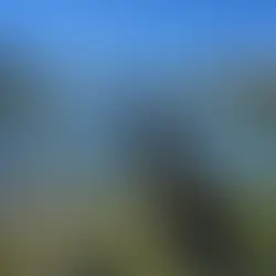 dog looking at alpine lake and snow capped mountains