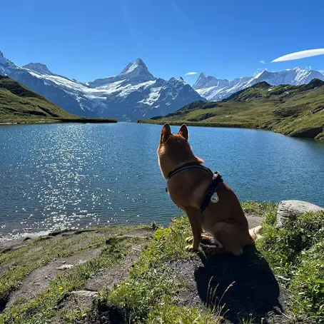 dog looking at alpine lake and snow capped mountains