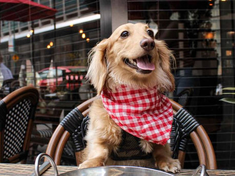 10 Best Dog-Friendly Restaurants Chicago