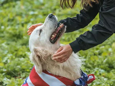 Perfect Dog-Friendly Things to Do in USA 2025