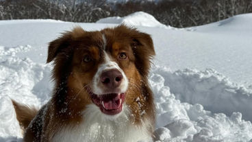 smiling dog playing with snow
