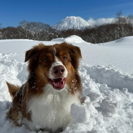 smiling dog playing with snow