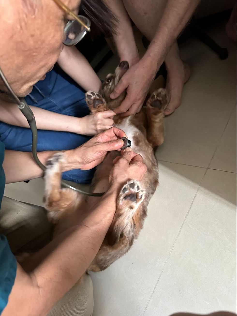 Dog getting a checkup from a vet on the floor