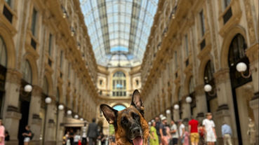 Things to Do in Italy with Your Dog