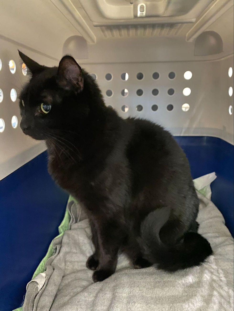 cat in crate