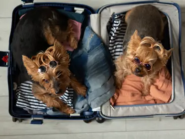 Tips for Flying With a Dog to Europe?