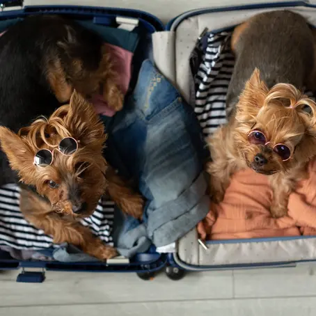 Tips for Flying With a Dog to Europe?