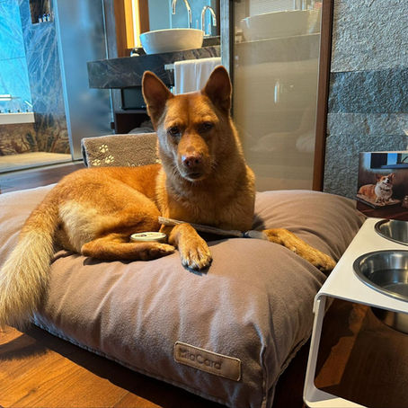 5 Clear Signs a Dog Is Adjusting to a New Home