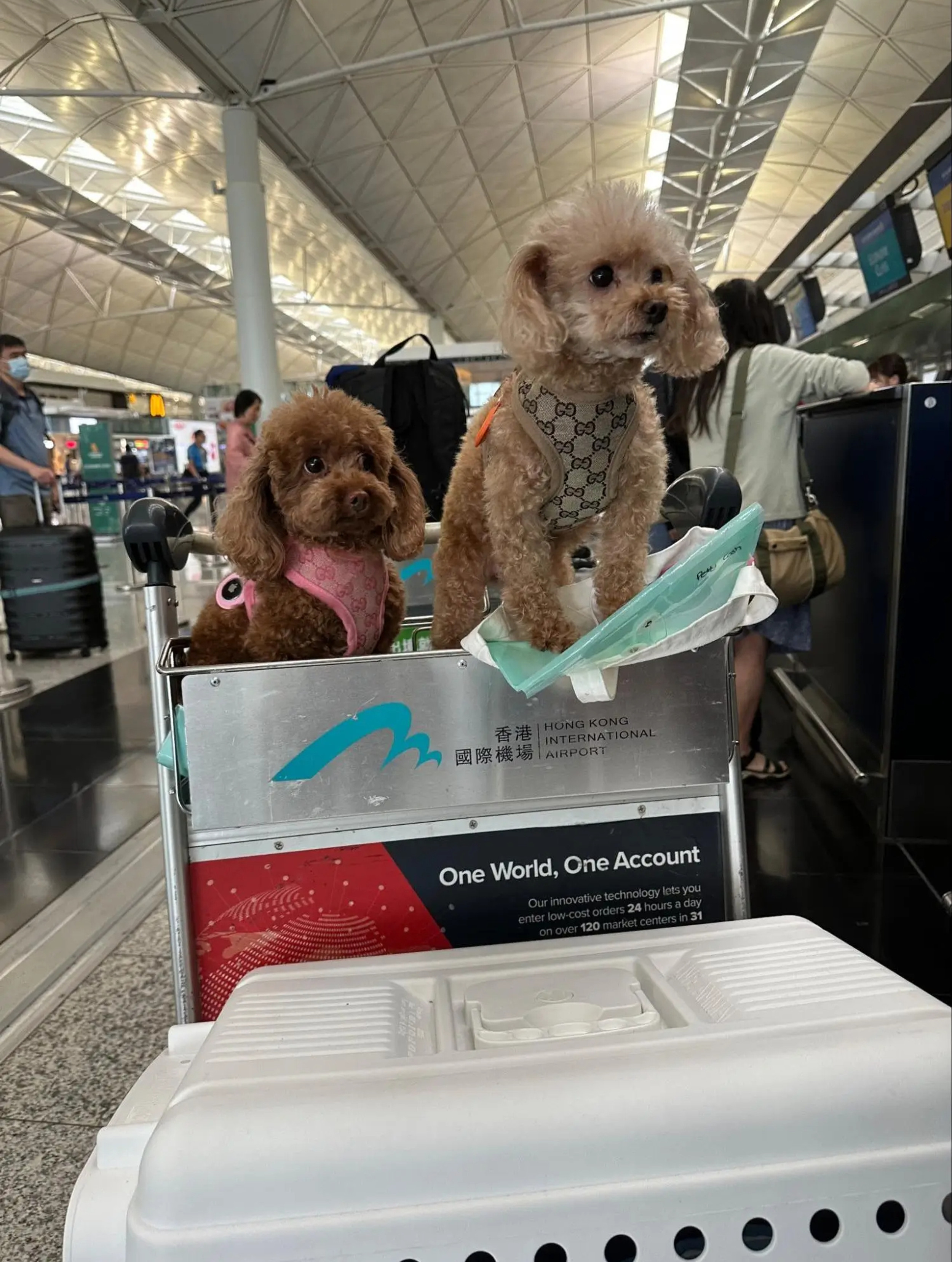 A closer look at Air Travel With Small Dogs In Cabin