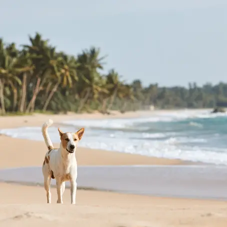 Ready for a Fiji Adventure? Check Out These Pet-Friendly Travel Spots!