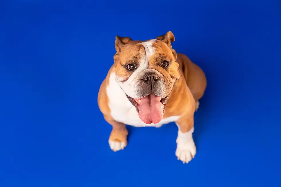 happy english bulldog looking up