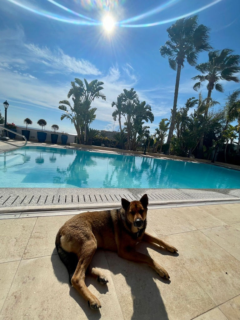 Dog lounging by a sunny pool with palm trees