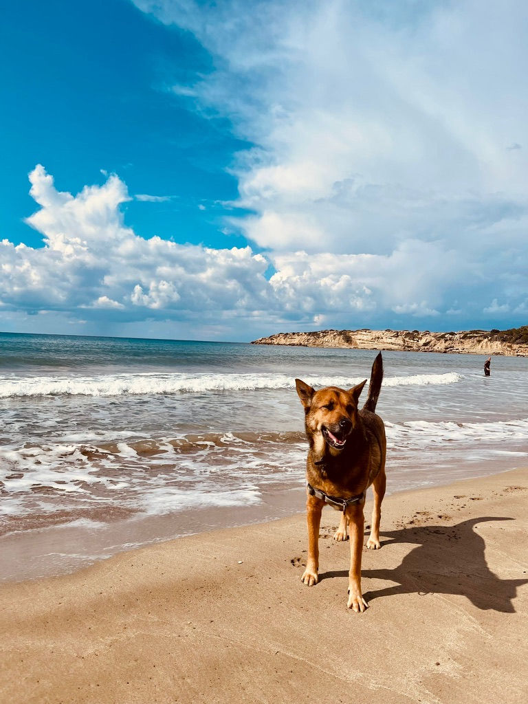 Happy dog standing on a sandy beach