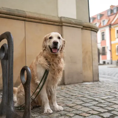 6 Most Welcoming Places to Visit in Germany With Pooches