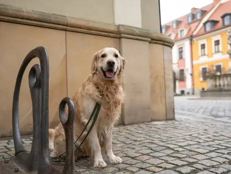 6 Most Welcoming Places to Visit in Germany With Pooches