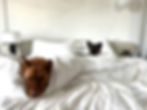 two dogs under blanket