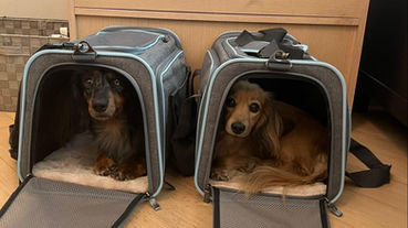 5 Tips for Crate Training an Older Dog