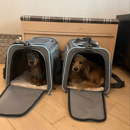 5 Tips for Crate Training an Older Dog