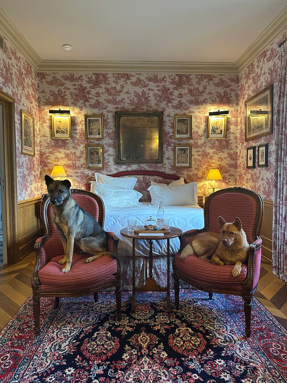 two dogs sitting on chairs in a cozy bedroom with classic decor