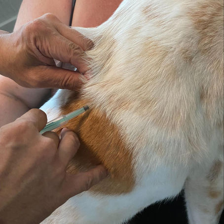 dog getting vaccines