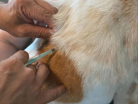 dog getting vaccines