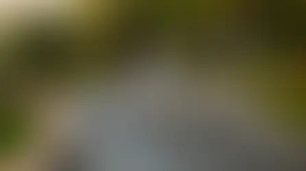 Dog Parks Ireland: 5 Fun Places to Play