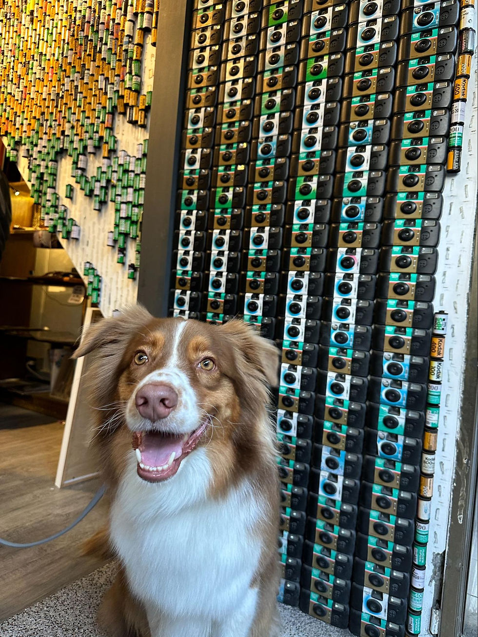 Dog smiling in front of a wall of film cameras