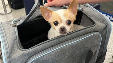 How to Fly With a Dog in-Cabin