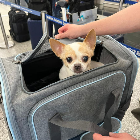 How to Fly With a Dog in-Cabin