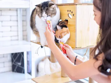 5 Top Cat Cafes in Hong Kong to Visit