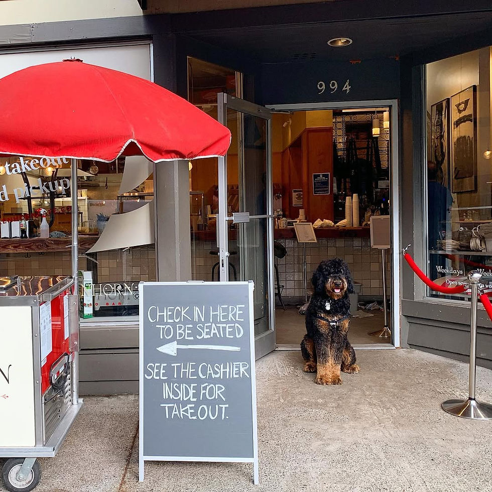 dog in front of cafe