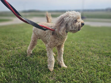 5 Fun Places to Take Your Dog Around the UK