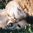 Cat and Dog_edited.jpg