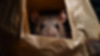 muizen in huis