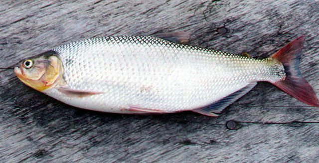 Dorada