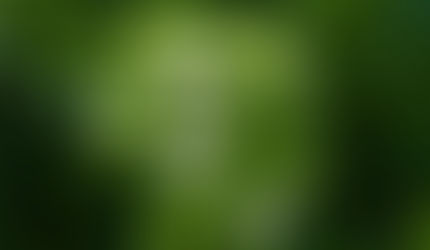 WAT IS STEVIA (Steviolglycosiden)