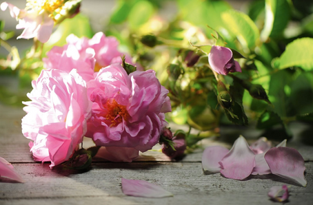 Rozen Olie & Cleopatra