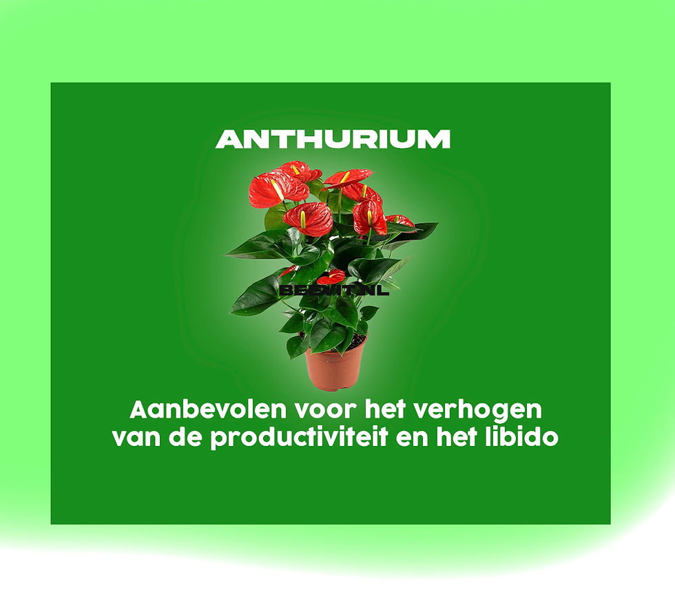 anthurium beevit.nl