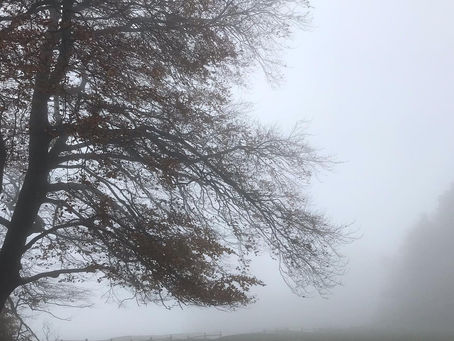 Week 41: Fog