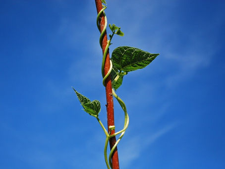 Week 40: Growing Pains